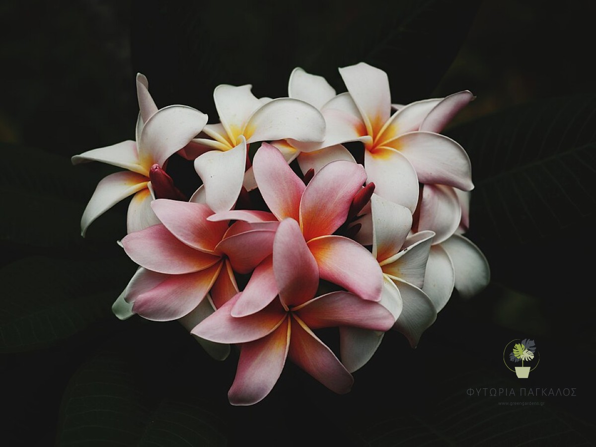 ΠΛΟΥΜΕΡΙΑ – Plumeria - 1